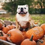 Beyond Jack-o'
