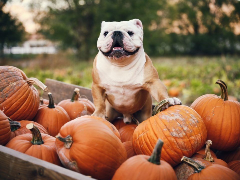 Beyond Jack-o'