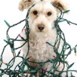 Top 5 Holiday Hazards for Pets