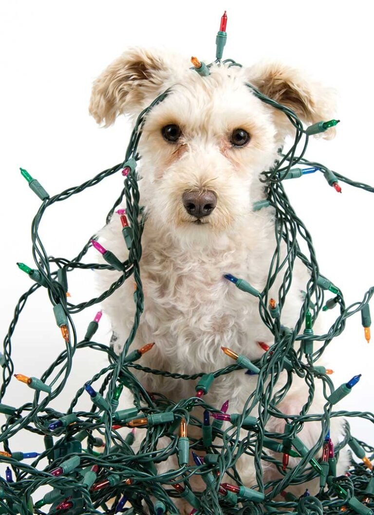 Top 5 Holiday Hazards for Pets