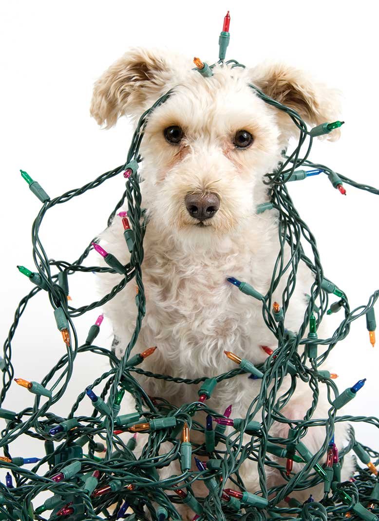 Top 5 Holiday Hazards for Pets