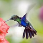 Easy Ways to Lure Hummingbirds to Your Yard