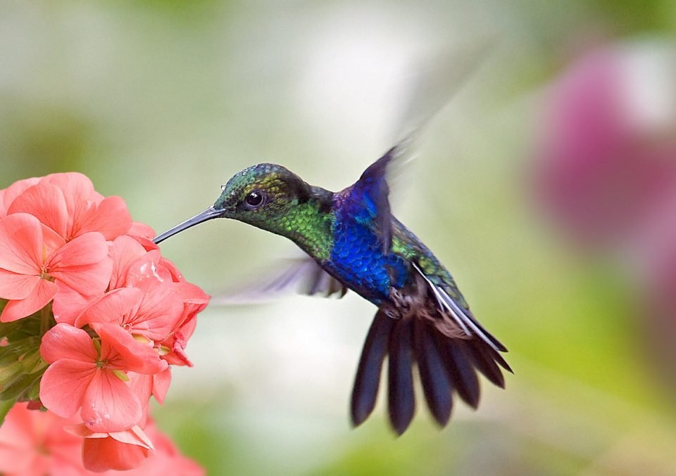 Easy Ways to Lure Hummingbirds to Your Yard