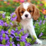 Ensuring Garden Safety for Pets