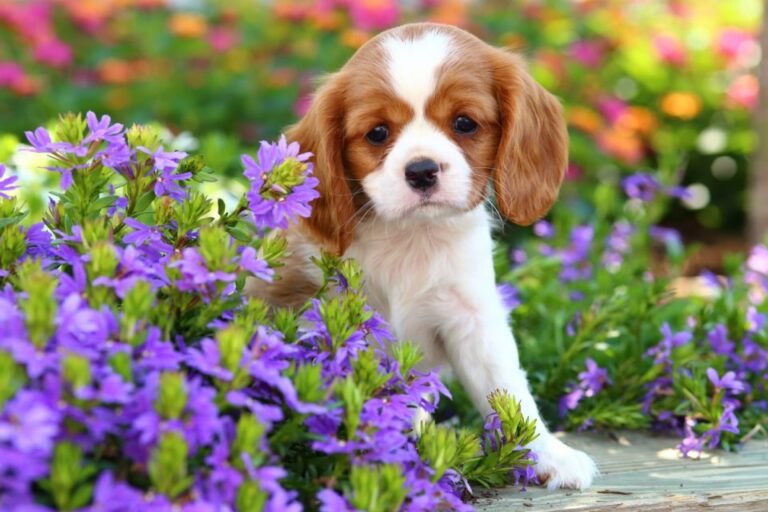 Ensuring Garden Safety for Pets